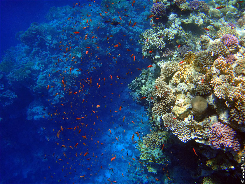 Следы в красном море. Шарм-Эль-Шейх море. Красное море Египет Шарм-Эль-Шейх. Красное море Египет Шарм-Эль-Шейх подводный мир. Дно океана вид сверху.